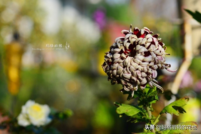 历史悠久的十大名花（海量美图），你选哪个做国花？