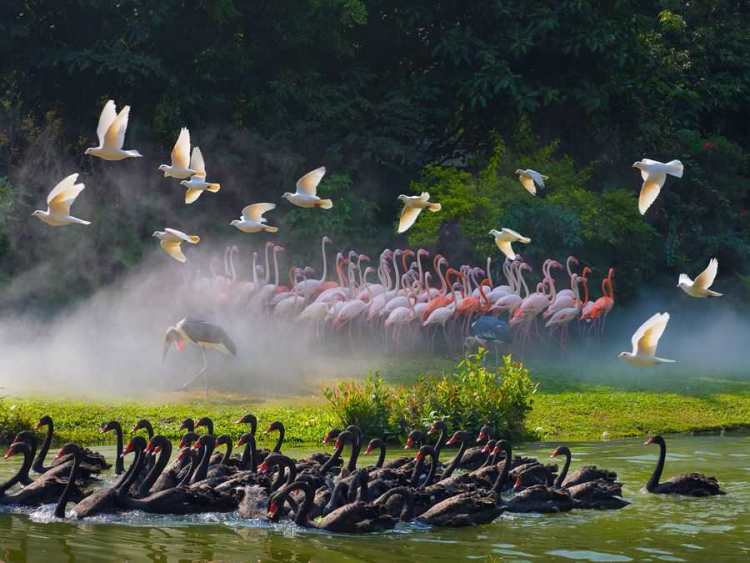 一日长隆野生动物园旅游攻略,长隆野生动物园旅游攻略三天两夜