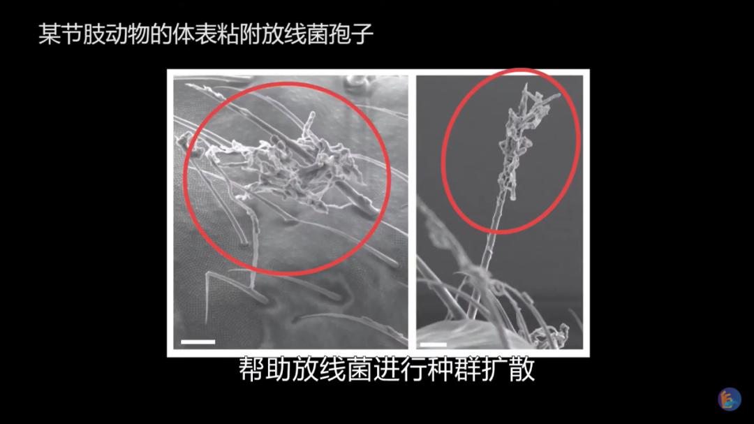 江鱼有土腥味怎么去除,淡水鱼怎么去腥味最好