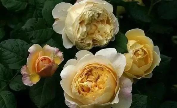 玫瑰有几种品种图片及名称,玫瑰品种分类名称及图片介绍