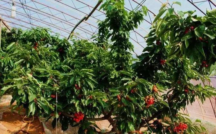 樱桃大棚全套栽培技术,大棚樱桃密植栽培技术及管理