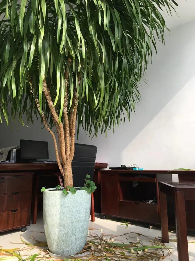 长了二十年的芦荟,龟背竹芦荟