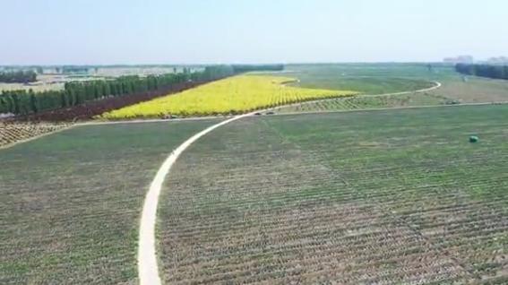 滑县普罗旺斯薰衣草庄园,普罗旺斯花海震撼