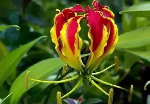 世界各国国花大开眼界美到爆,世界各国国花及国树