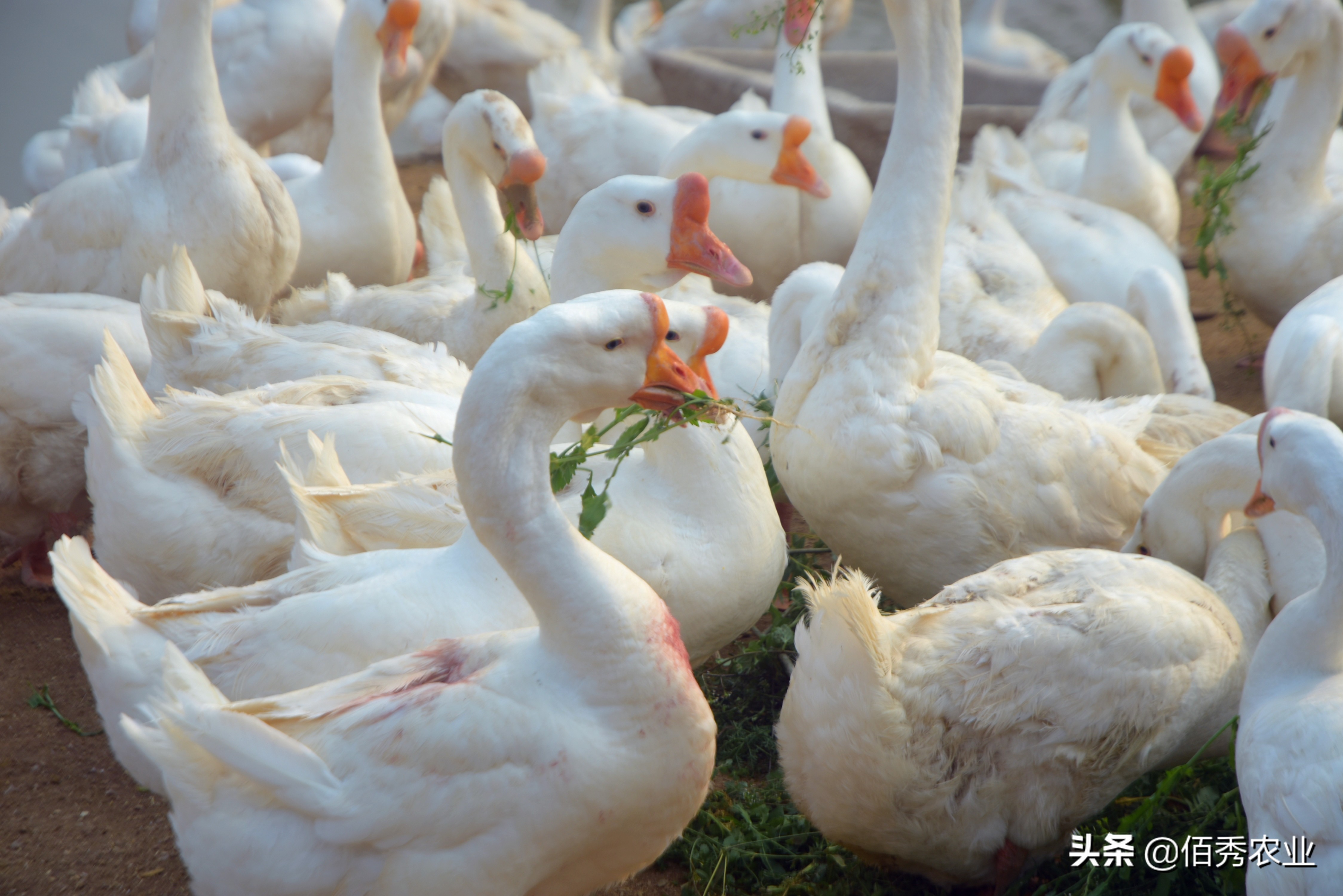 在老家养鹅赚不赚得到钱,农村现在养鹅怎么赚钱