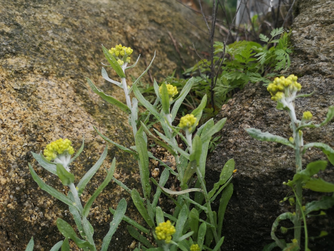 竹林深处探宝——只为了那一棵黄精