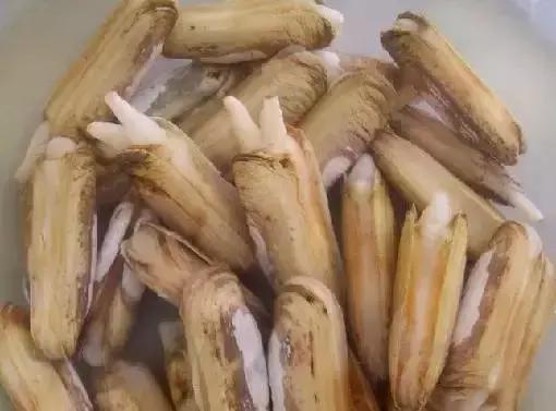 宁波一渔民整理海鲜大全,宁波最全的海鲜