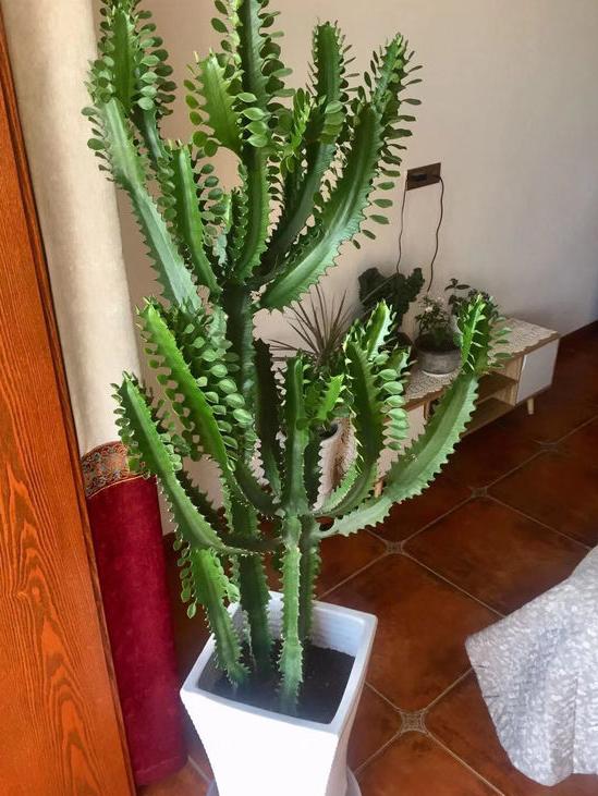 10种家里最旺宅的吉祥之花,10种最旺宅的吉祥之花