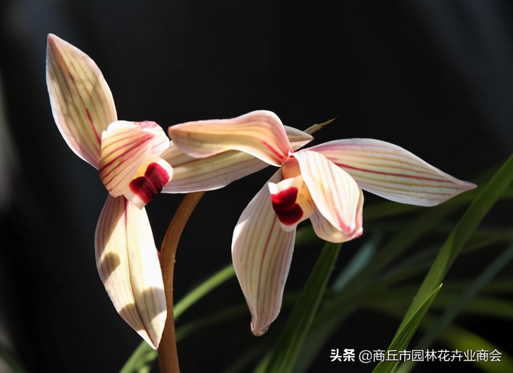 四季开花又香的兰花品种有哪些,哪种兰花品种好养开花又香