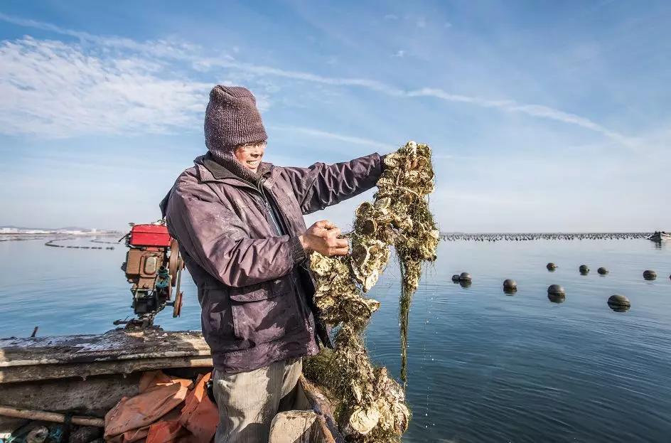 冷水海蛎子,荣成哪里能买到新鲜的乳山牡蛎