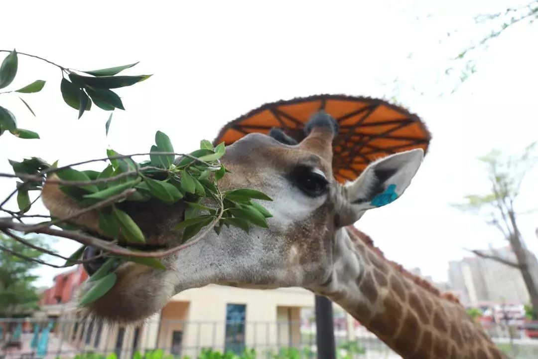 厦门周边适合亲子游的最佳地方,适合1-4岁亲子游的地方厦门