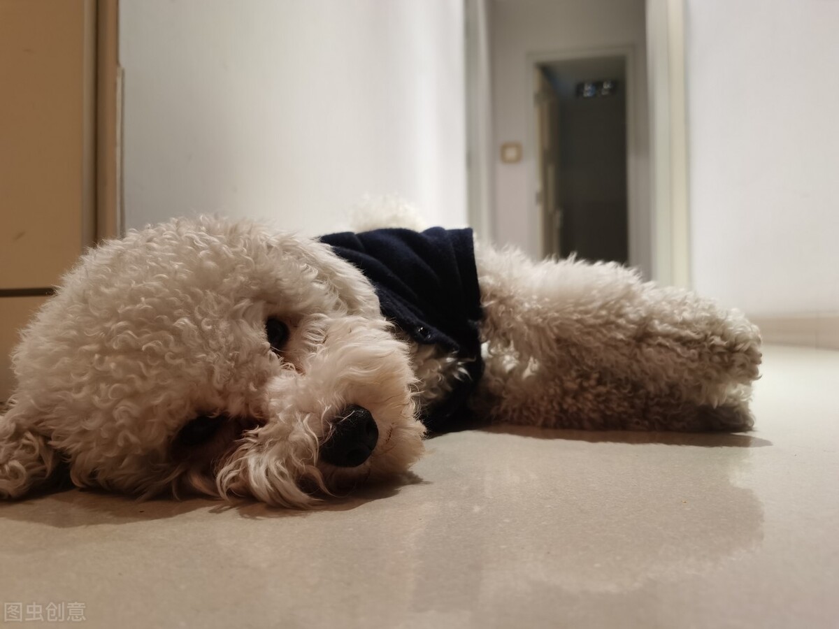 狗狗打呼噜是肾虚吗,狗狗生病了睡觉打呼噜怎么办