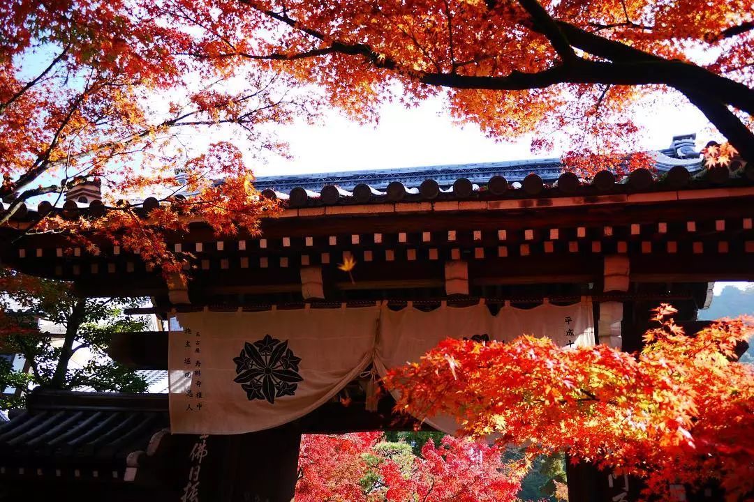 停车坐爱枫林晚，感受火红的秋