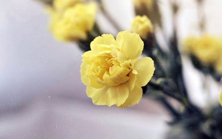 母亲节为什么要送女朋友礼物,母亲节送什么颜色的康乃馨