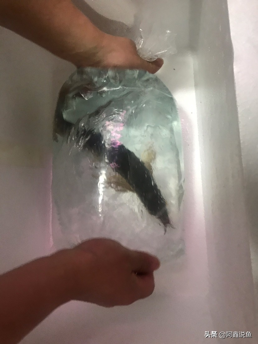 红龙最近老是蒙眼怎么办,红龙蒙眼用什么药最好