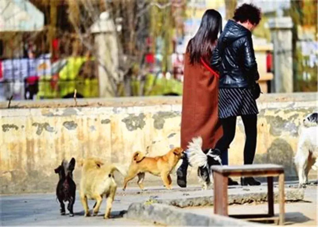 路边流浪狗得了细小怎么救它,路边遇到狗怎么防咬