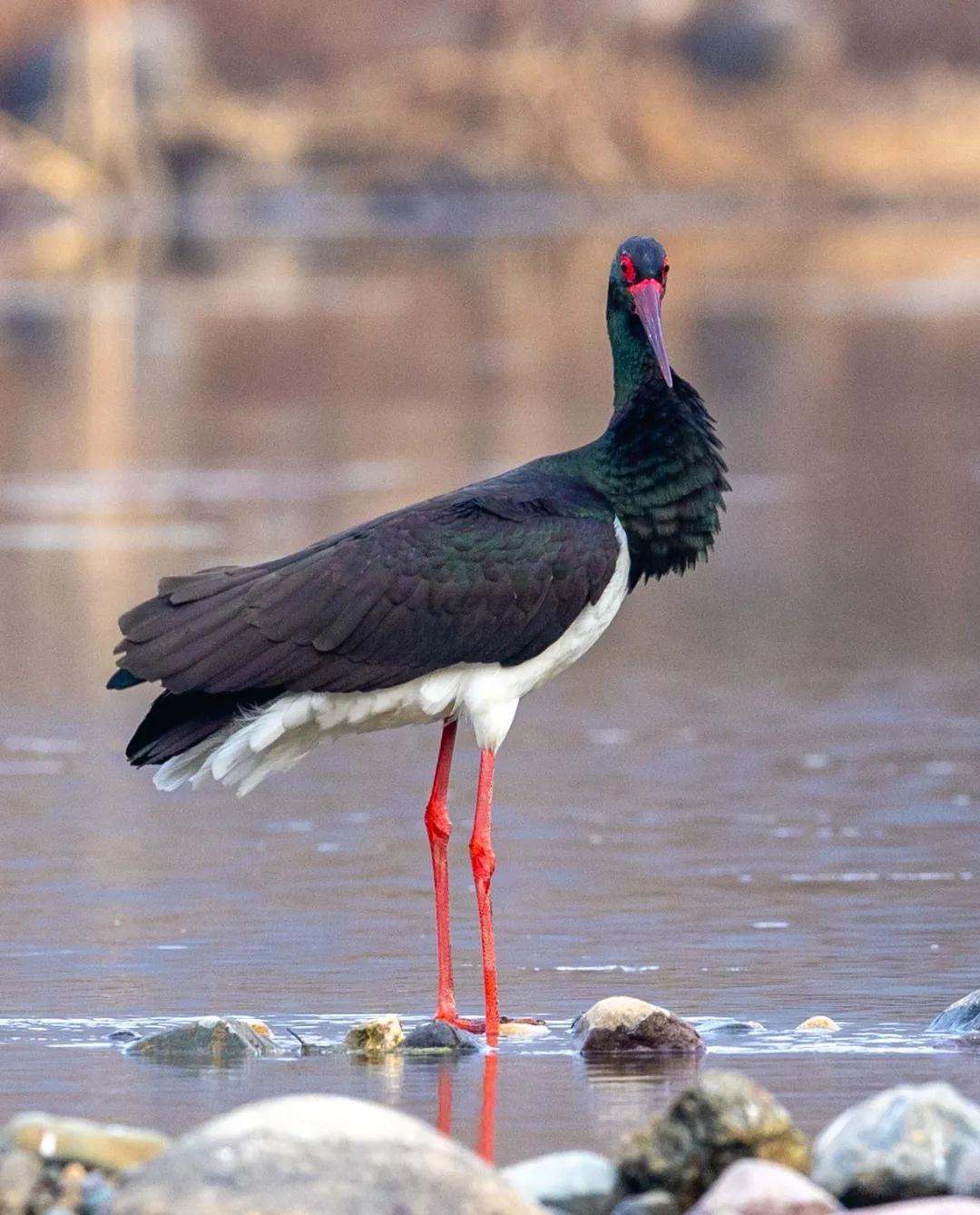 全国林草生物多样性保护成就展,林业生物多样性保护