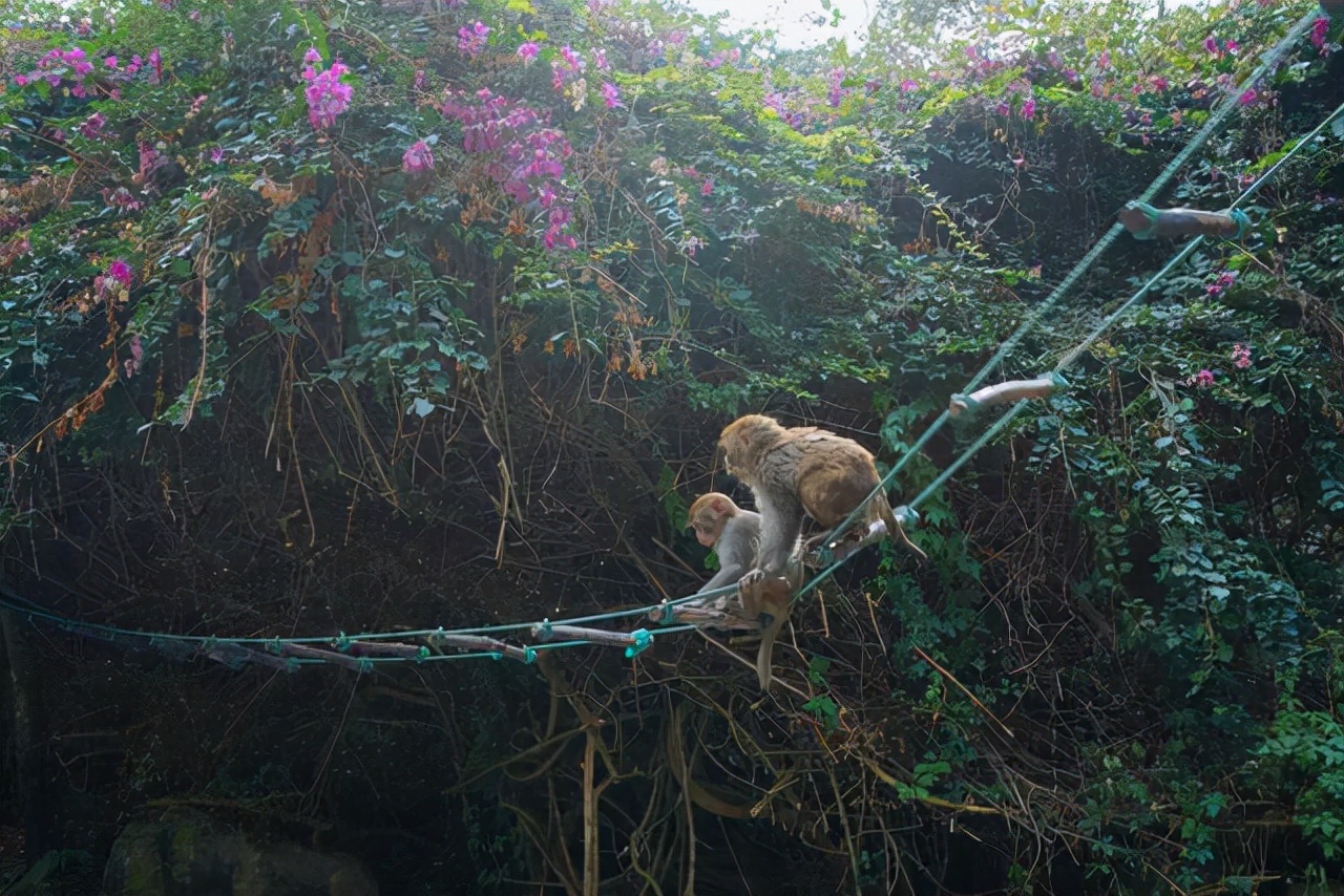 海南陵水猴岛有猴子吗,现在陵水猴岛猴子多不多