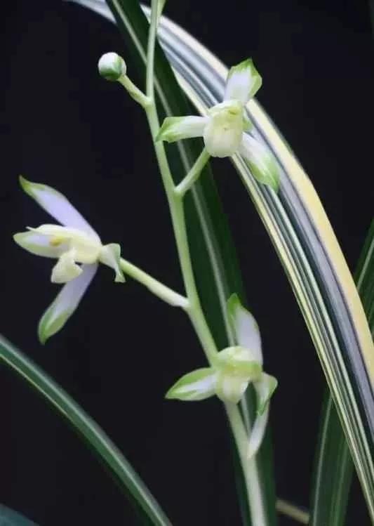 稀有建兰名贵品种,建兰顶级白花品种