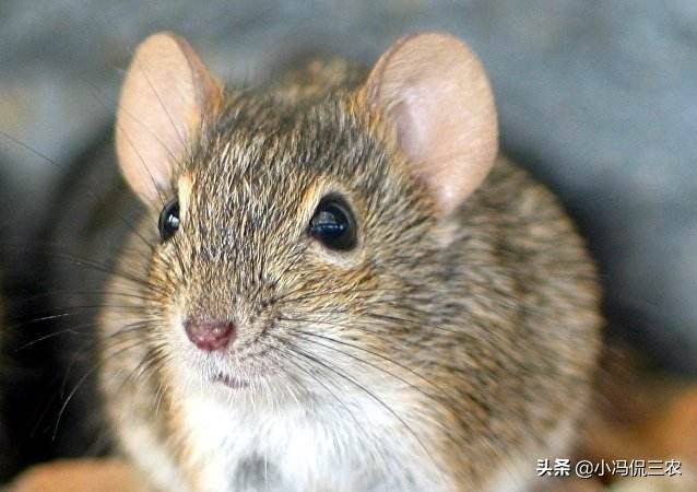 农村很少见老鼠,现在农村为什么见不到老鼠