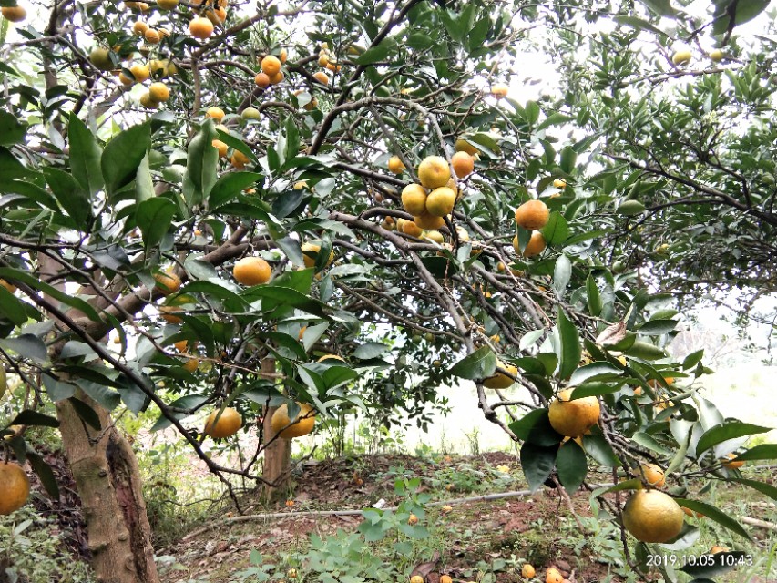 向往田园生活唯美诗句,向往的田园生活的感悟