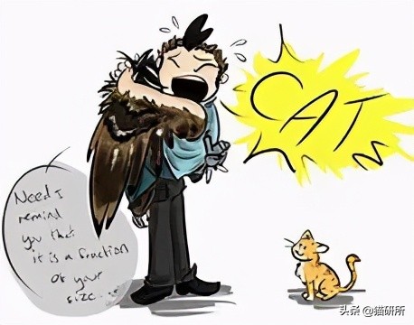 为什么猫咪那么傲娇还有人喜欢,猫咪这么可爱怎么有人舍得伤害