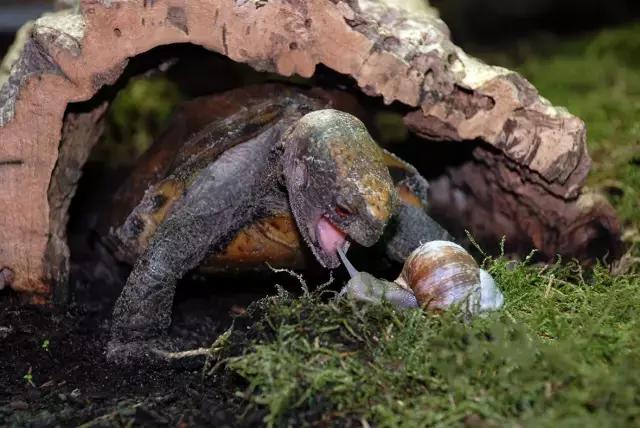 八角灵龟是不是保护动物,锯缘龟八角灵龟