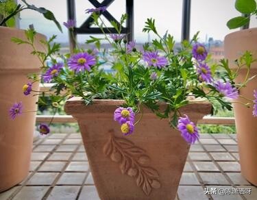 常见花卉花盆图片大全,各种花盆的优缺点图片介绍