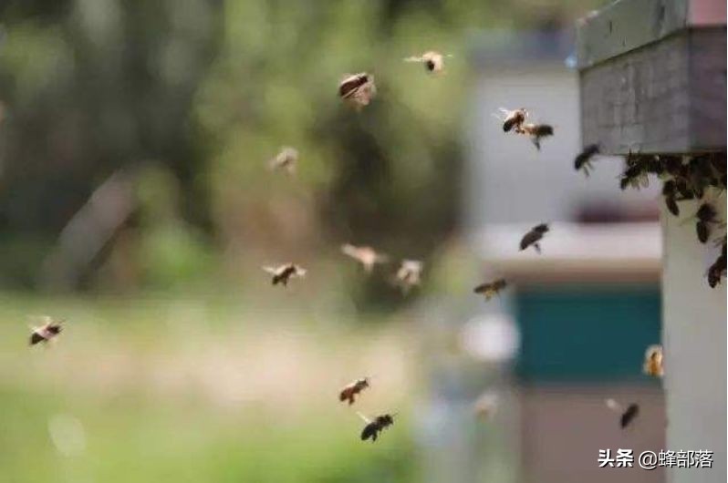 工蜂死亡前做的一件事，养蜂人恨到咬牙切齿，真相却很伟大