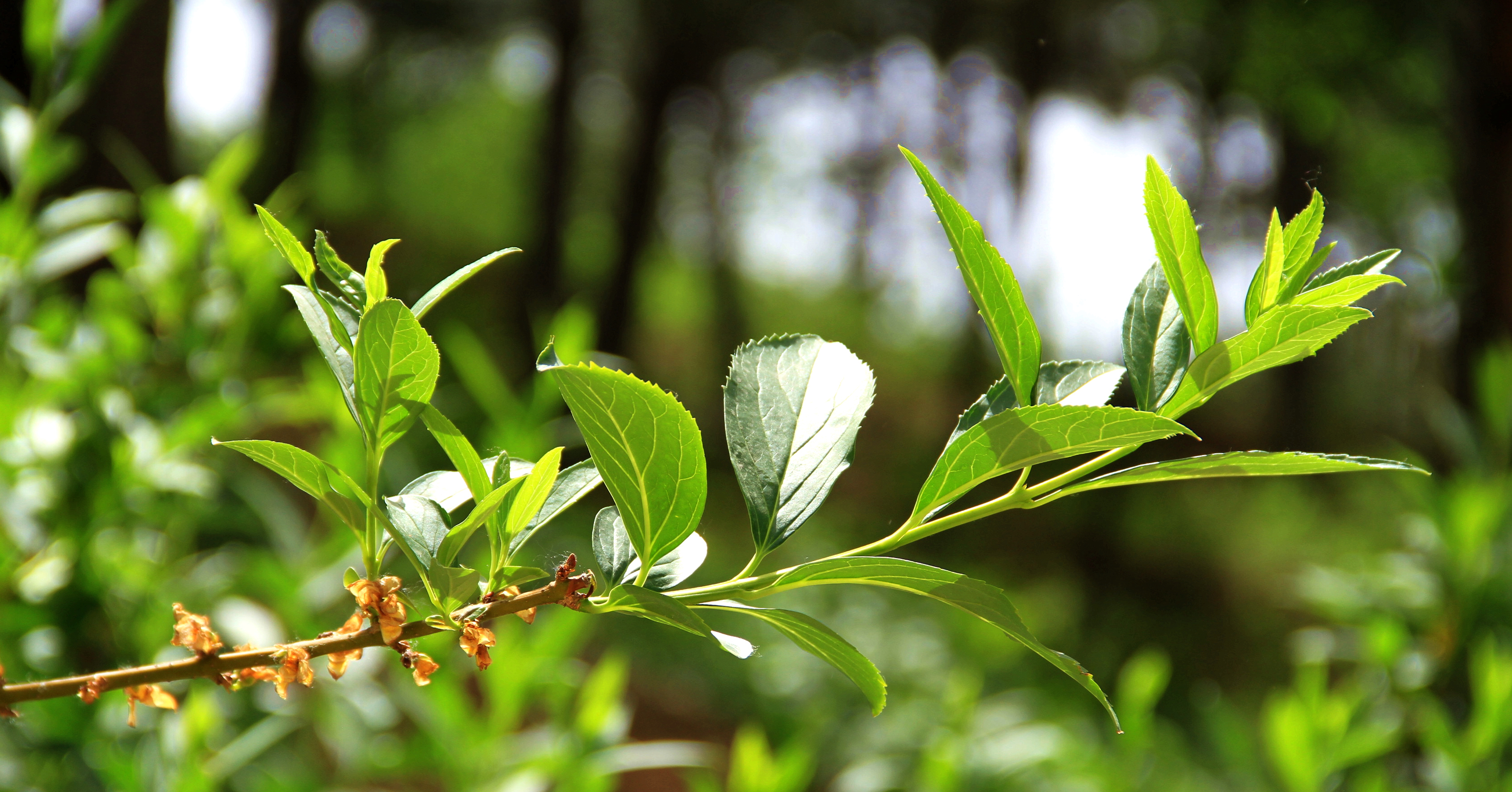 西山国家森林公园从哪进去省钱,西山国家森林公园遛娃线路