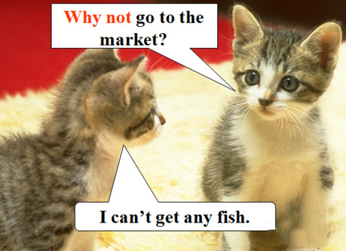 丛林晨语完整版,丛林晨语完整视频