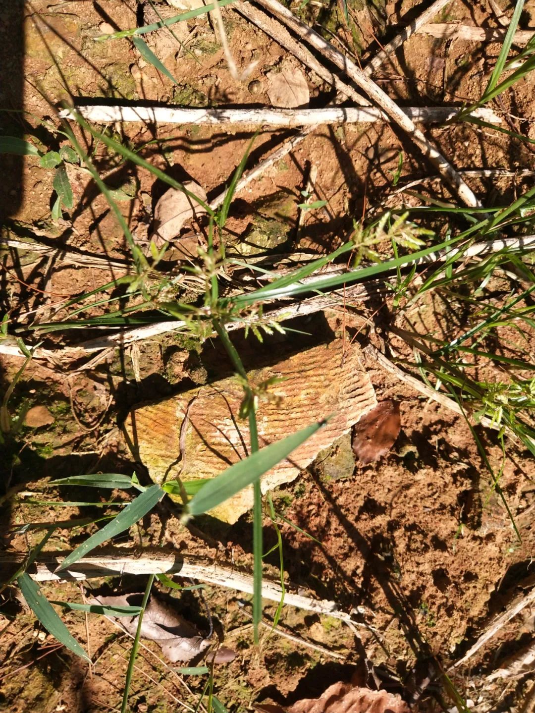 洮阳古城在哪里,洮阳城遗址