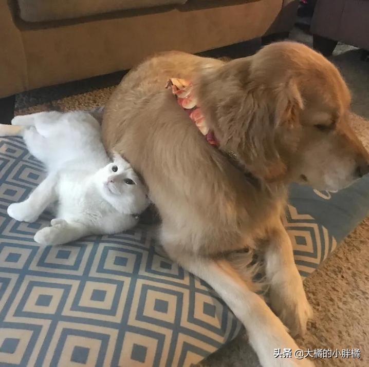 金毛救幼猫已被收养,金毛寻回了被遗弃的小猫