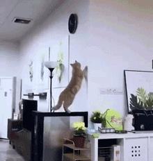 春天来了，家里的动物开始了兴奋，被困在家中的你该如何帮助它呢