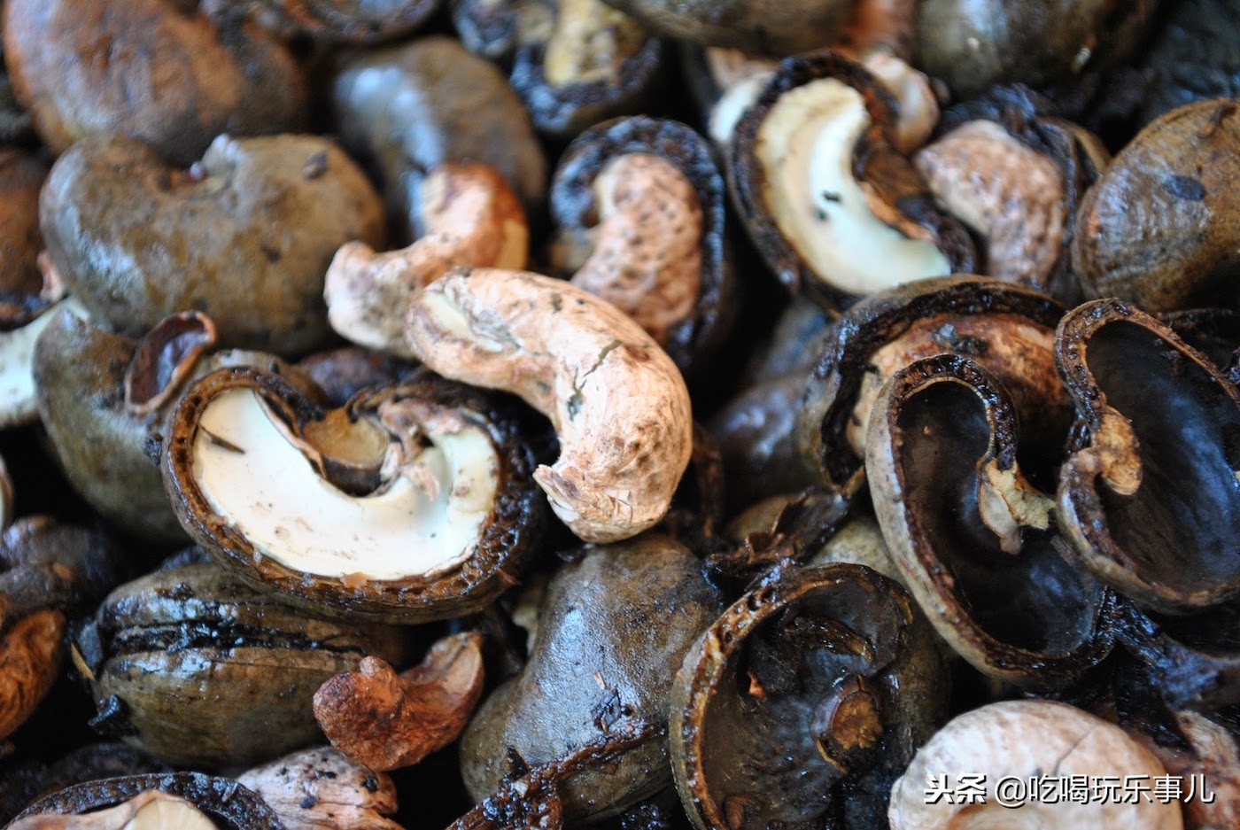 像花生一样好吃的腰果长在树上吗,腰果树上的腰果