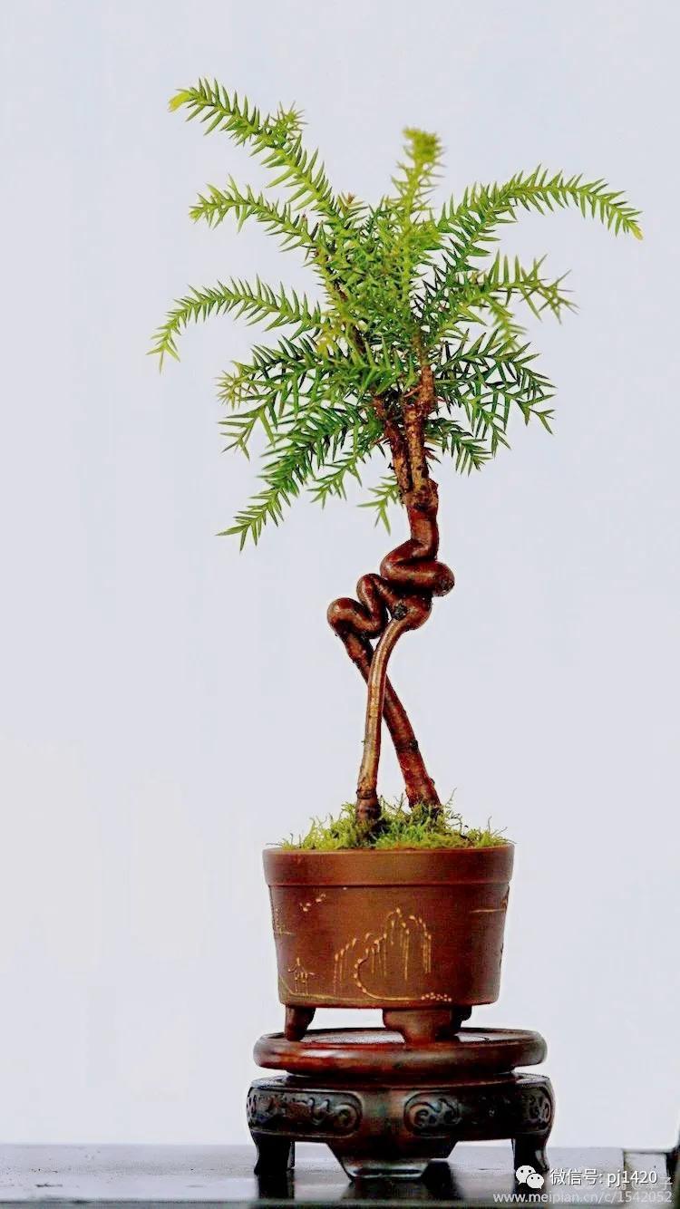 澳洲杉怎么长出漂亮根部,澳洲杉能用赤玉土种植吗