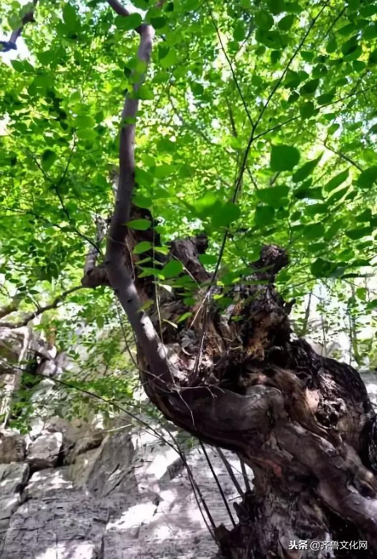 怎么分辨红檀,白檀紫檀青檀绿檀