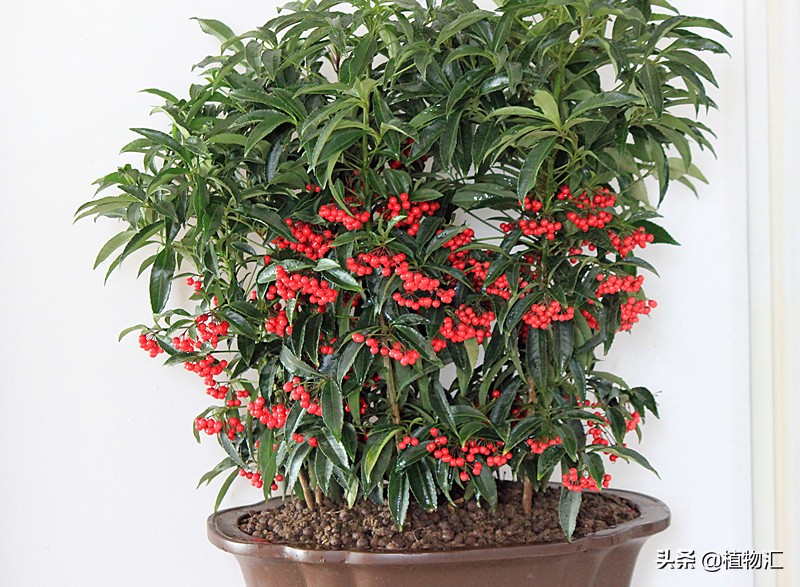 每日一花三十一天,每日一花百花系列完整版视频