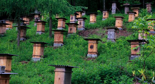 谈蜜蜂定地饲养的利与弊