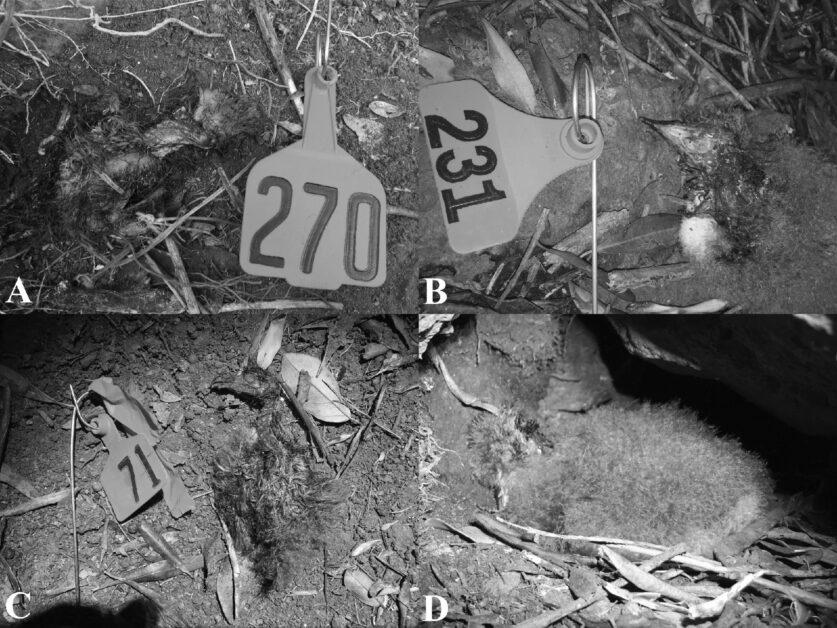 鸟类杀手！这条蜈蚣在孤岛上默默担当着食物链的最顶端掠食者