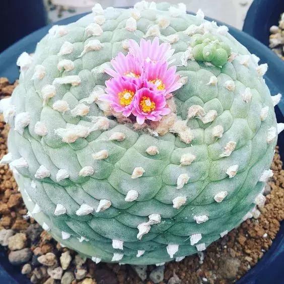 天价名贵药材,最贵的植物排行榜前十名