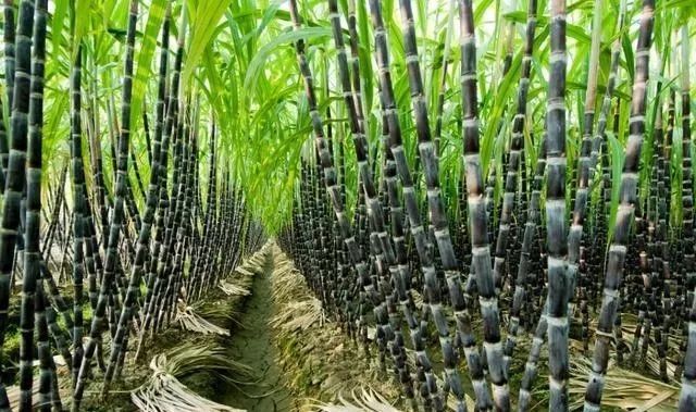 种植甘蔗遇到的问题,掌握种植技术也是一门学问