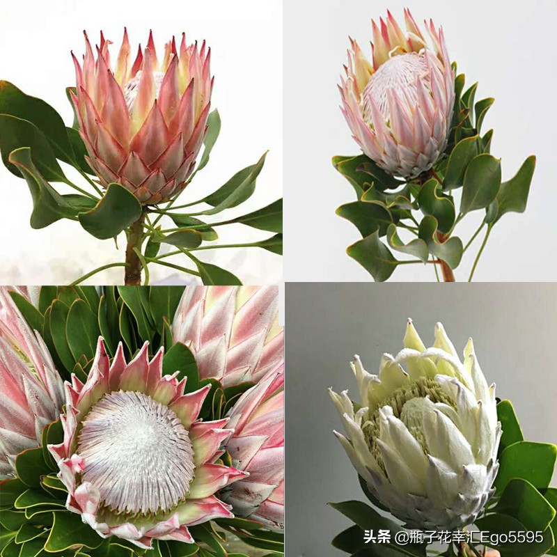 父亲节的鲜花,父亲节买什么鲜花比较好看