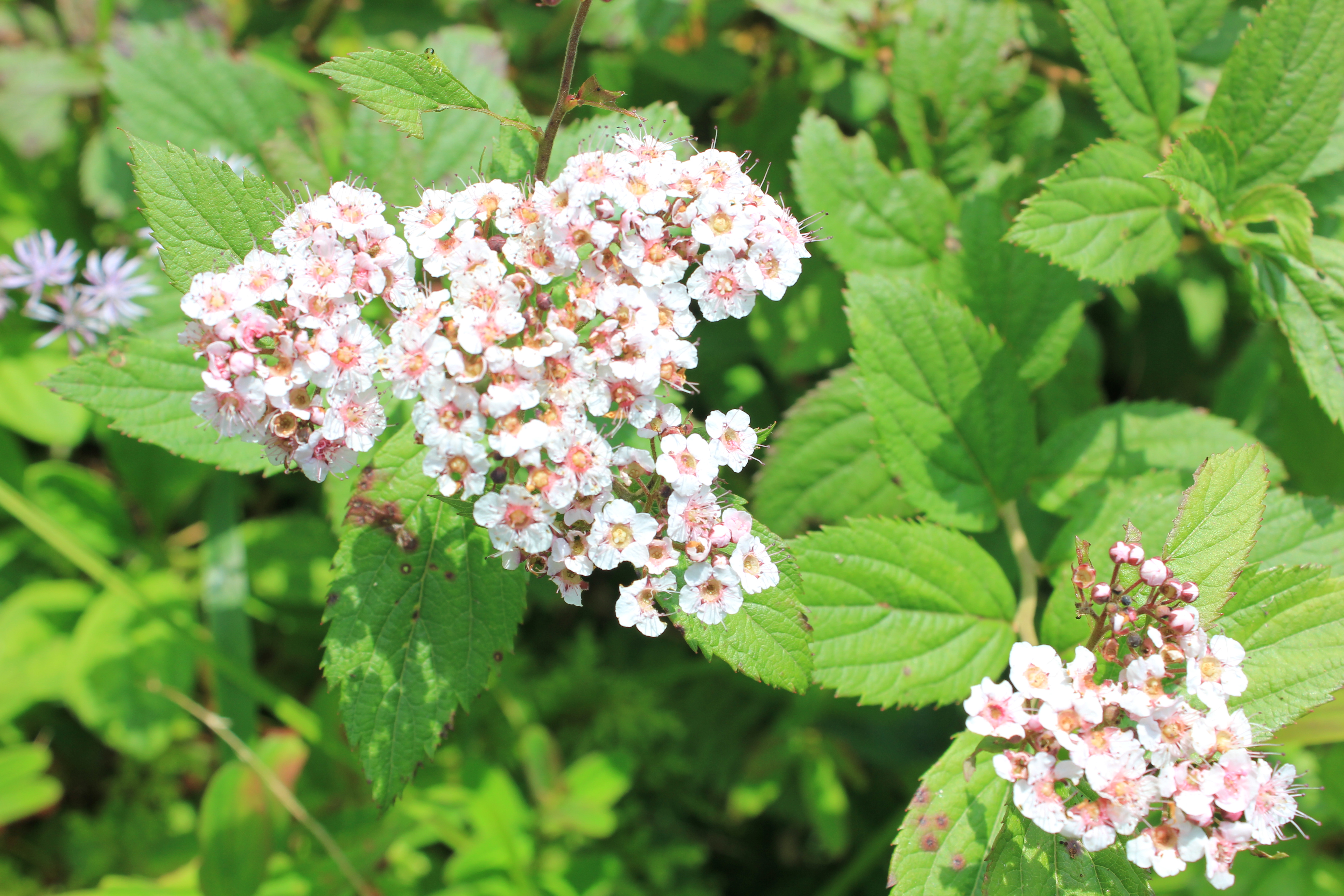 武汉周边避暑胜地｜端午武汉至咸宁九宫山2日自驾亲子游路线分享