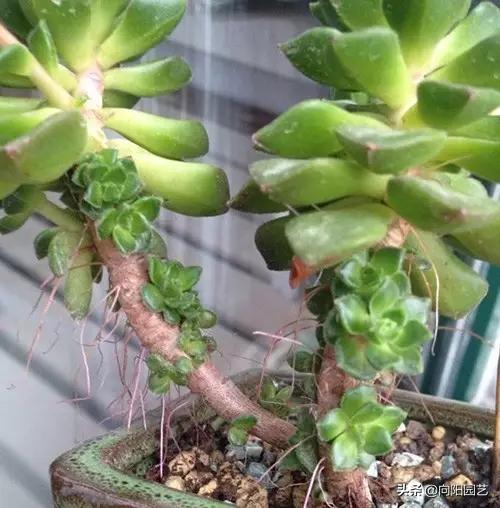 多肉长气生根的原因和解决方法,多肉有气生根怎么处理