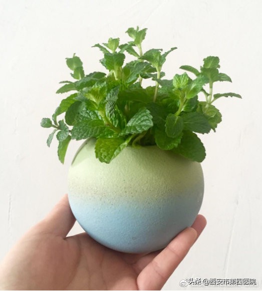 夏季薄荷的妙用,夏天薄荷的食用方法