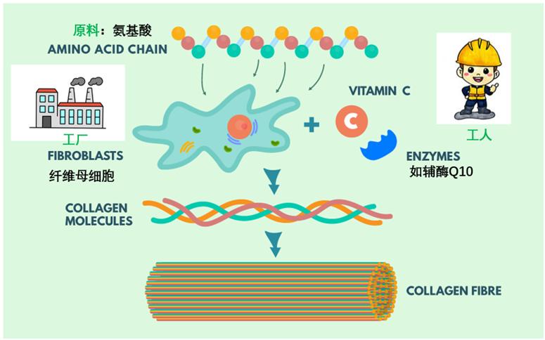 口服胶原蛋白是智商税吗,胶原蛋白激活是智商税吗