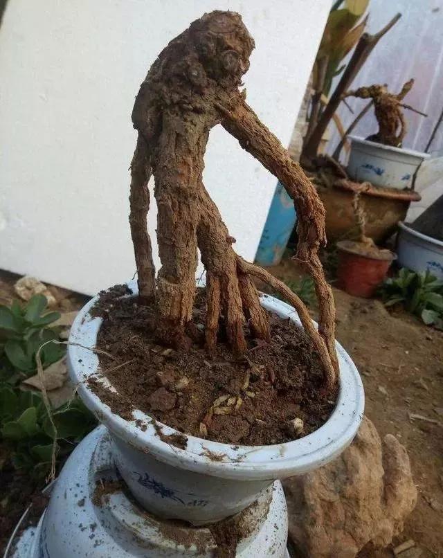 珍珠柏盆景不绿不发新芽怎么回事,盆景老桩上盆发芽后新芽干枯