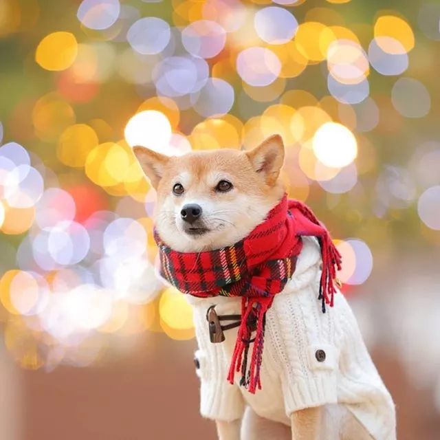 比人还会拍照的狗，简直萌炸朋友圈了