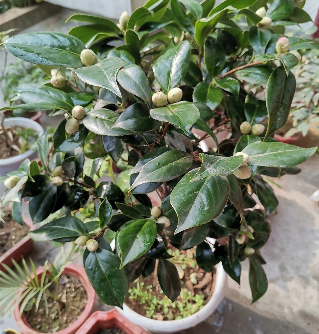 杜鹃山茶叶子发黄该怎么办,杜鹃茶花为什么黄了